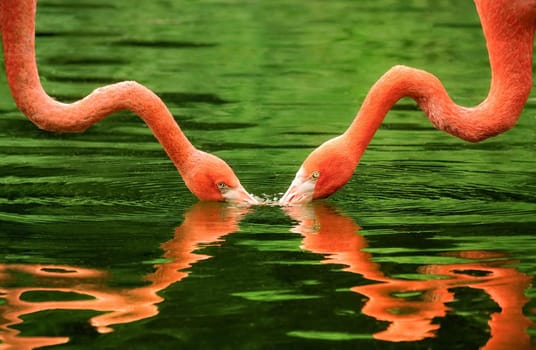 Two flamingos foraging symmetrically reflected in the water