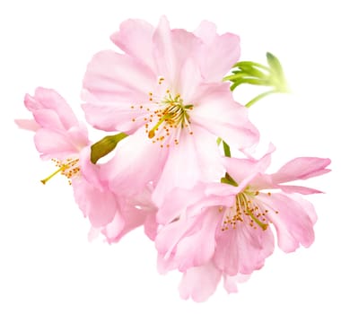 The delicate,bright flowers of Japanese cherry on white background