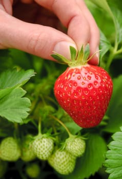 A ripe strawberry is freshly picked from the bush