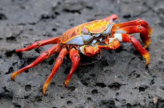 Cliff Crab