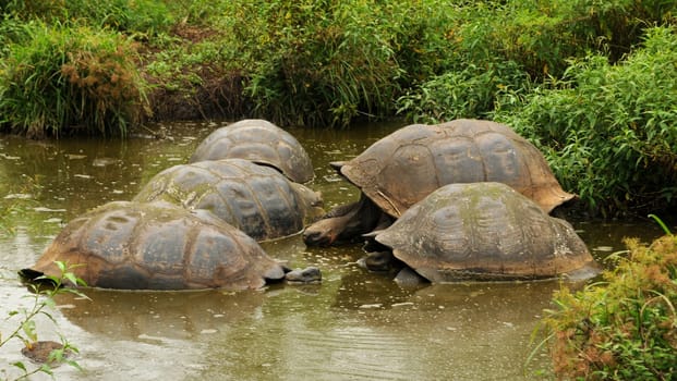 Giant tortoises in the water