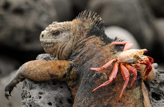 Marine iguana with cliff crab