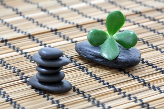 Details of a tranquil scene, made of black pebbles in balance with crassula ovata