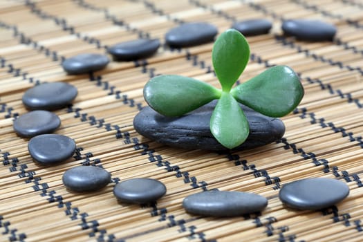 Details of a tranquil scene, made of black pebbles in balance with crassula ovata