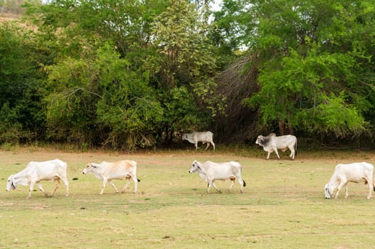 A group of cows grazing in a dry arid field