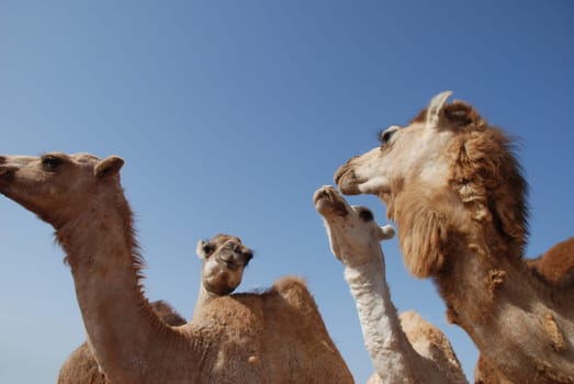 Dromedary Dromedaries Mammal Herd Family