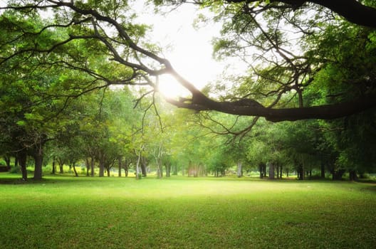 Trees and green grass on a bright summer day