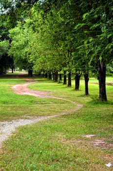 road in a ggarden with tree and green grass