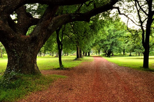 road in a garden with tree and green grass