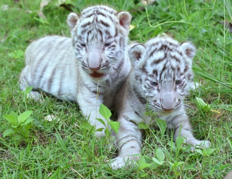 2 baby white tiger playing on grass