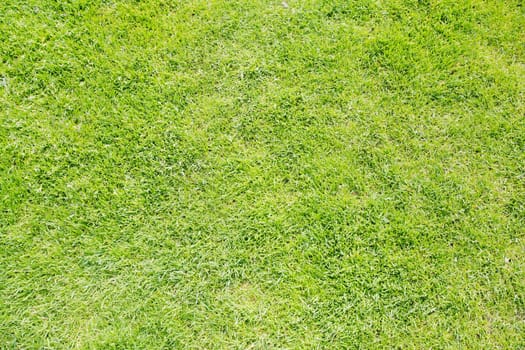 Green grass texture from a field