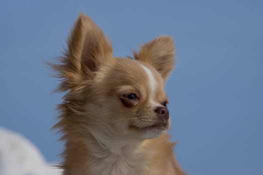 Chihuahua