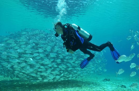 diving at the school of mackerel