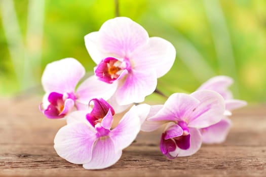 Orchid with natural background