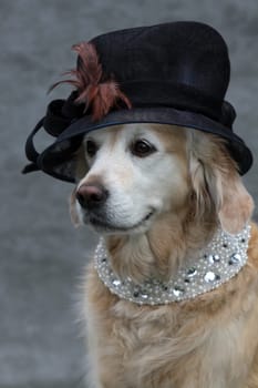 Labrador with lady's hat and necklace