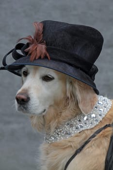 Labrador with lady's hat and necklace