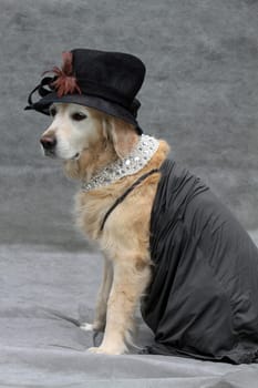 Labrador with lady's hat and necklace