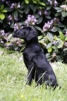 Black Labrador Retriever puppy
