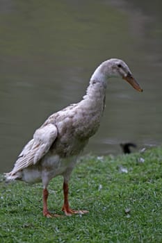 Runner duck