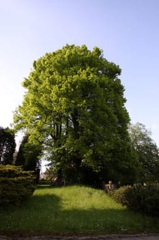 The Wittekindlinde in Elbrinxen