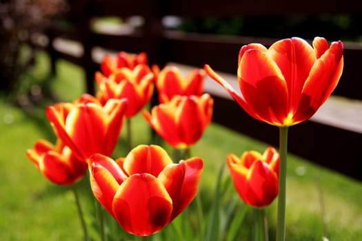 Red tulips in the garden