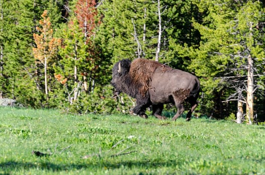 Bison running in Yellowstone in Wyoming in the United States of America
