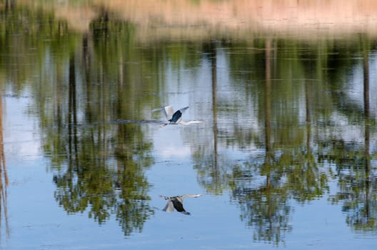 heron in flight on a lake in Bryce Canyon National Park