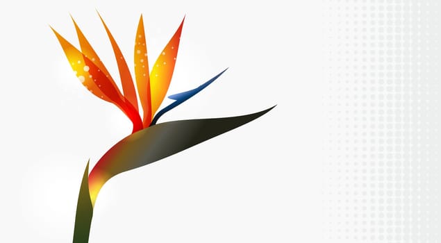 Bird of Paradise flower closeup isolated over white background. EPS10 file version. This illustration contains transparencies and is layered for easy manipulation and custom coloring