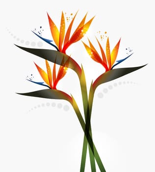 Bird of Paradise flower isolated over white background. EPS10 file version. This illustration contains transparencies and is layered for easy manipulation and custom coloring