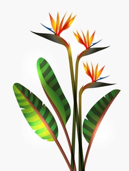 Bird of Paradise flower isolated over white background. EPS10 file version. This illustration contains transparencies and is layered for easy manipulation and custom coloring