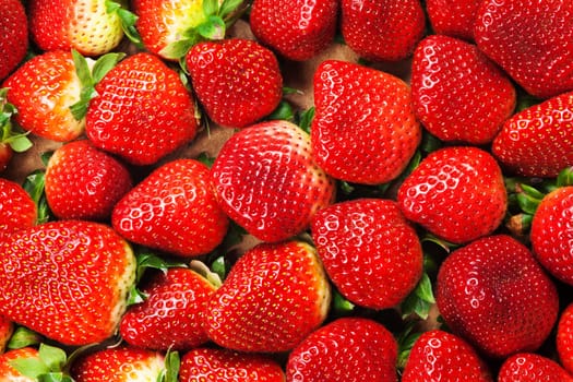 Strawberries,close-up of fresh red fruit