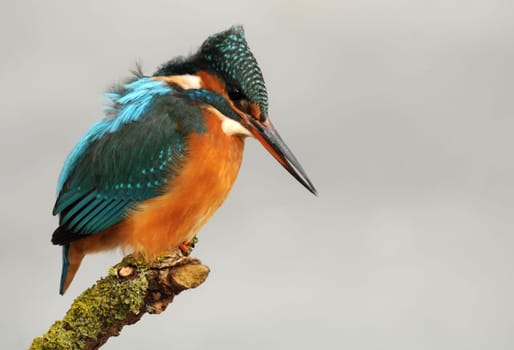 Kingfisher in winter