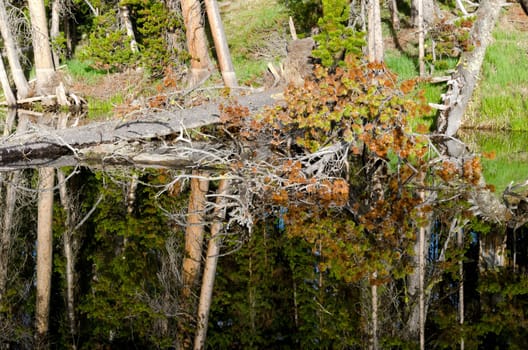 effects on Yellowstone Lake in Wyoming in the United States of America