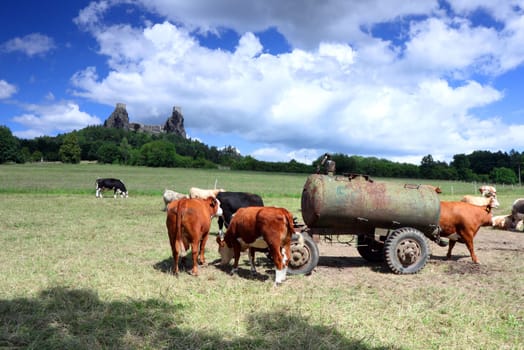 Czech Republic - stronghold Trosky in Cesky raj (Czech paradise) with cows
