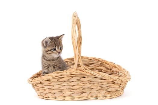 young cats