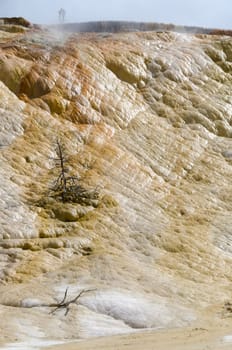 sulfur and dry tree at Mammoth Hot Springs in Yellowstone National Park in Wyoming