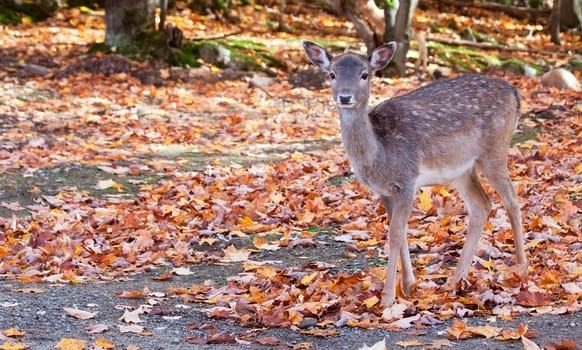 A fallow deer is looking at the camera.