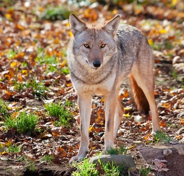 On a fall day a coyote is looking at the camera from the field.