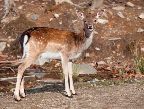 A fallow deer is looking at the camera.