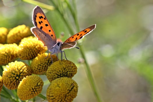 Lesser fire butterfly (Lycaena phlaeas) on tansy