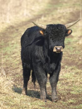 Heck cattle
