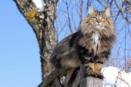 A Norwegian likes to climb