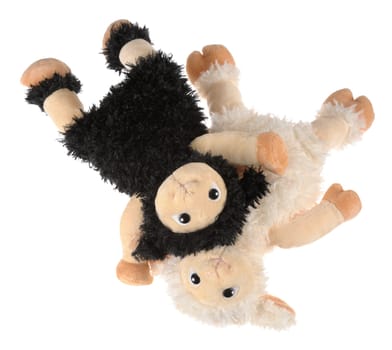 Two cute plush lambs playing,isolated on white