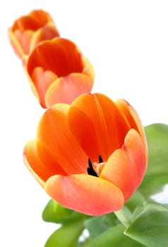 Three blooming orange tulips on white background