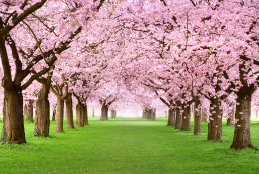 Paradisiacal park avenue with densely blooming cherry trees on green lawn