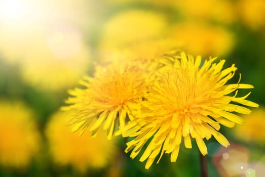Dandelion blossoms in warm,beautiful sunlight