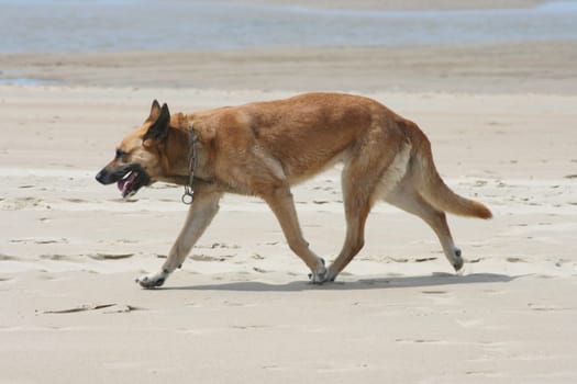 A German Shepherd runs along the beach