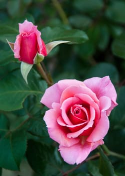 Two pink roses against a green leaf background.