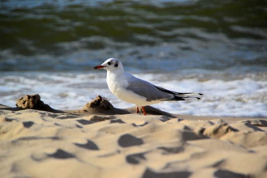 Seagull on the beach of the Baltic Sea