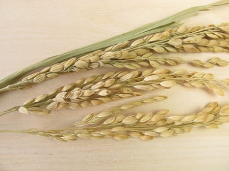 Rice panicles